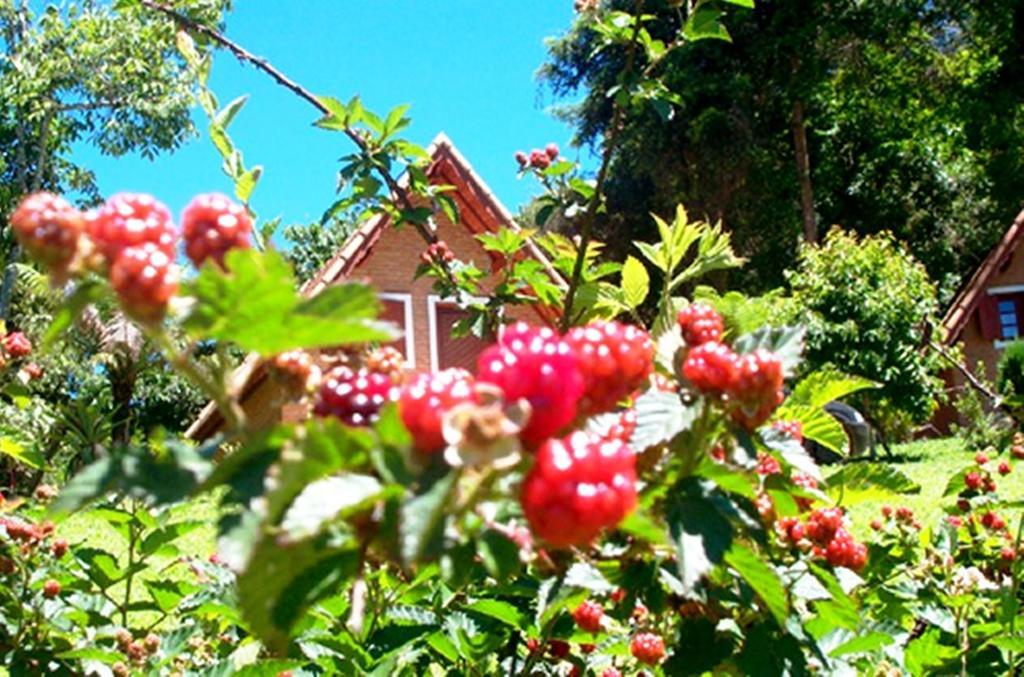 Fazenda Samambaias Pensión *